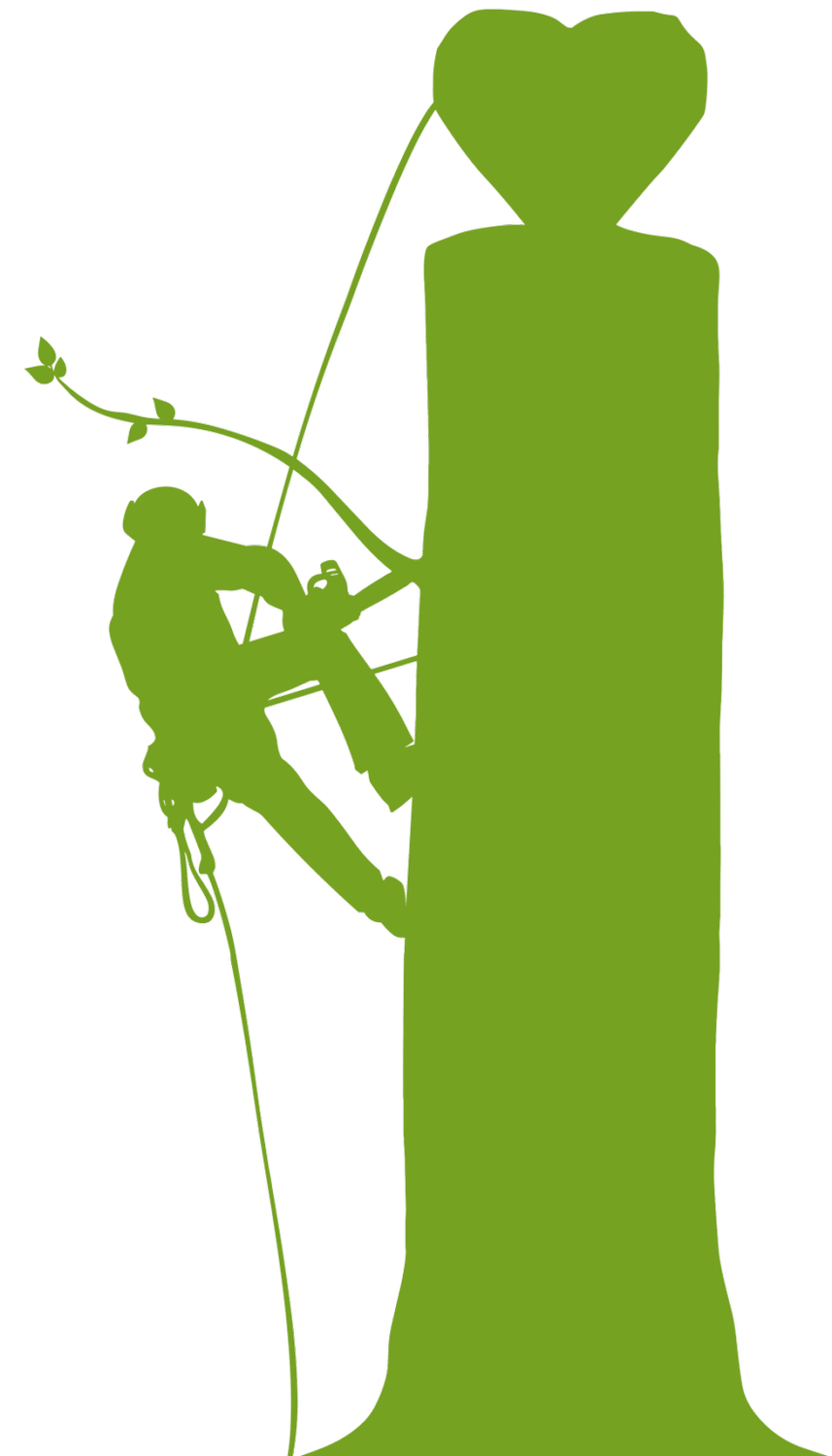 rundum baum GmbH - Baumpflege - Grünes Grafiksymbol eines Baumpflegers, der mit Kletterausrüstung einen Baumstamm erklimmt.