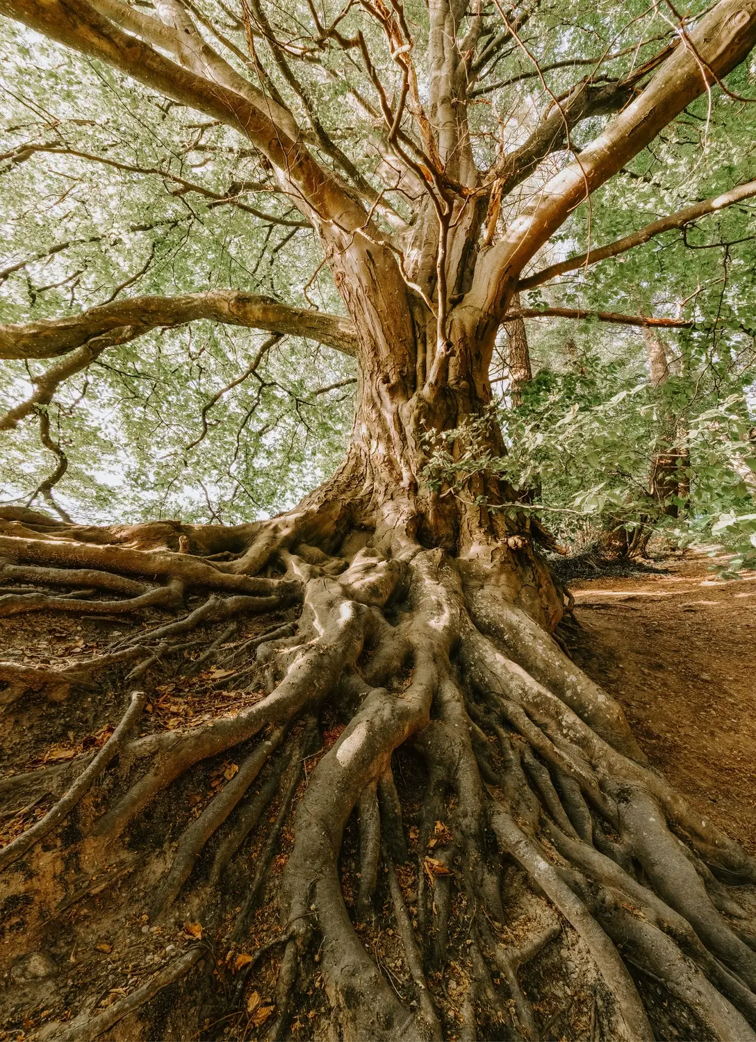 rundum baum GmbH - Baumpflege - Ein uralter Baum mit einem massiven, strukturierten Stamm und einem weitverzweigten Netz dicker, freiliegender Wurzeln, die einen bewaldeten Hügel hinabfließen.
