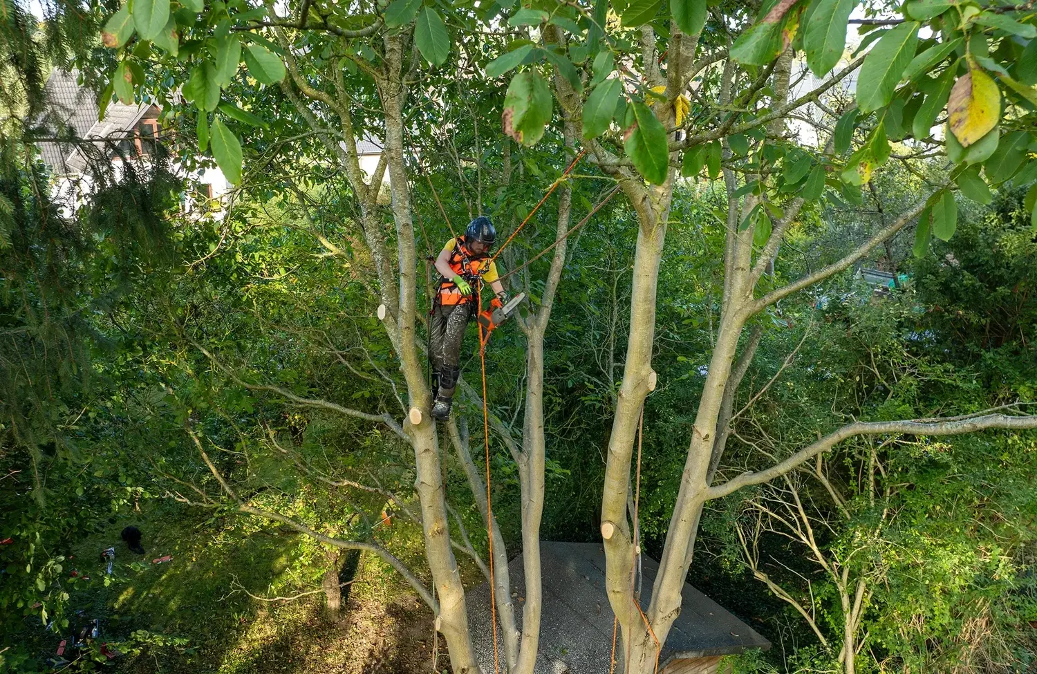 rundum baum GmbH - Baumpflege - Ein Baumpfleger in Schutzausrüstung klettert auf einen dünnen Baum, um die oberen Äste zu beschneiden.