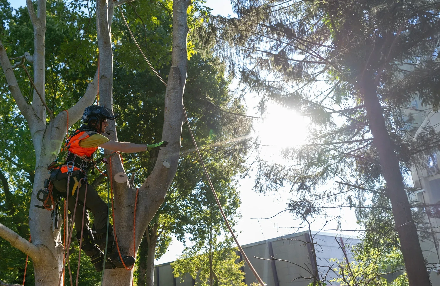 rundum baum GmbH - Baumpflege - Ein Baumpfleger in einem gut sichtbaren orangefarbenen Gurtzeug arbeitet bei hellem Sonnenlicht während des Aufstiegs.