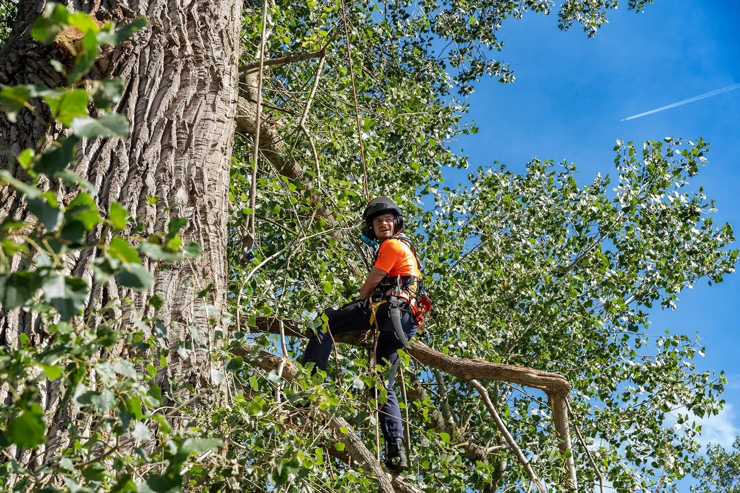 rundum baum GmbH - Baumpflege - Ein mit Kletterseilen gesicherter Baumpfleger schneidet hoch oben an einem massiven Baumstamm Äste ab.