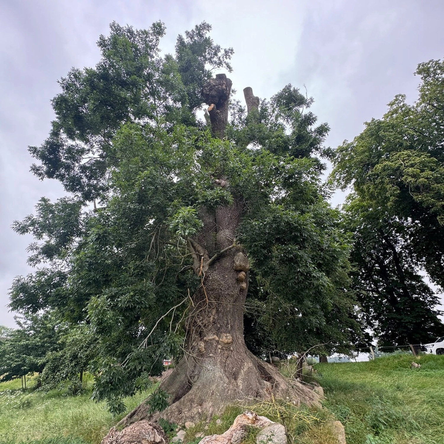 rundum baum GmbH - Baumpflege - Ein alter, dickstämmiger Kopfbaum mit breitem Wurzelwerk und dichtem, grünem Laub unter bedecktem Himmel.
