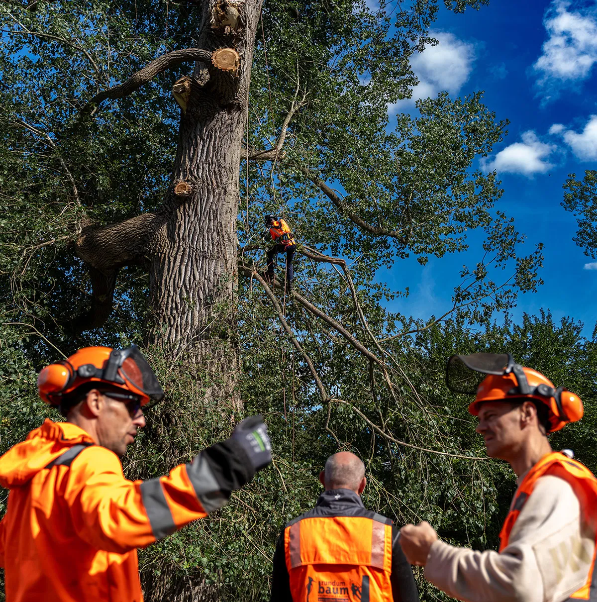 rundum baum GmbH - Baumpflege - Ein Baumpflegeteam in gut sichtbarer orangefarbener Schutzkleidung schneidet Äste von einem großen Baum.