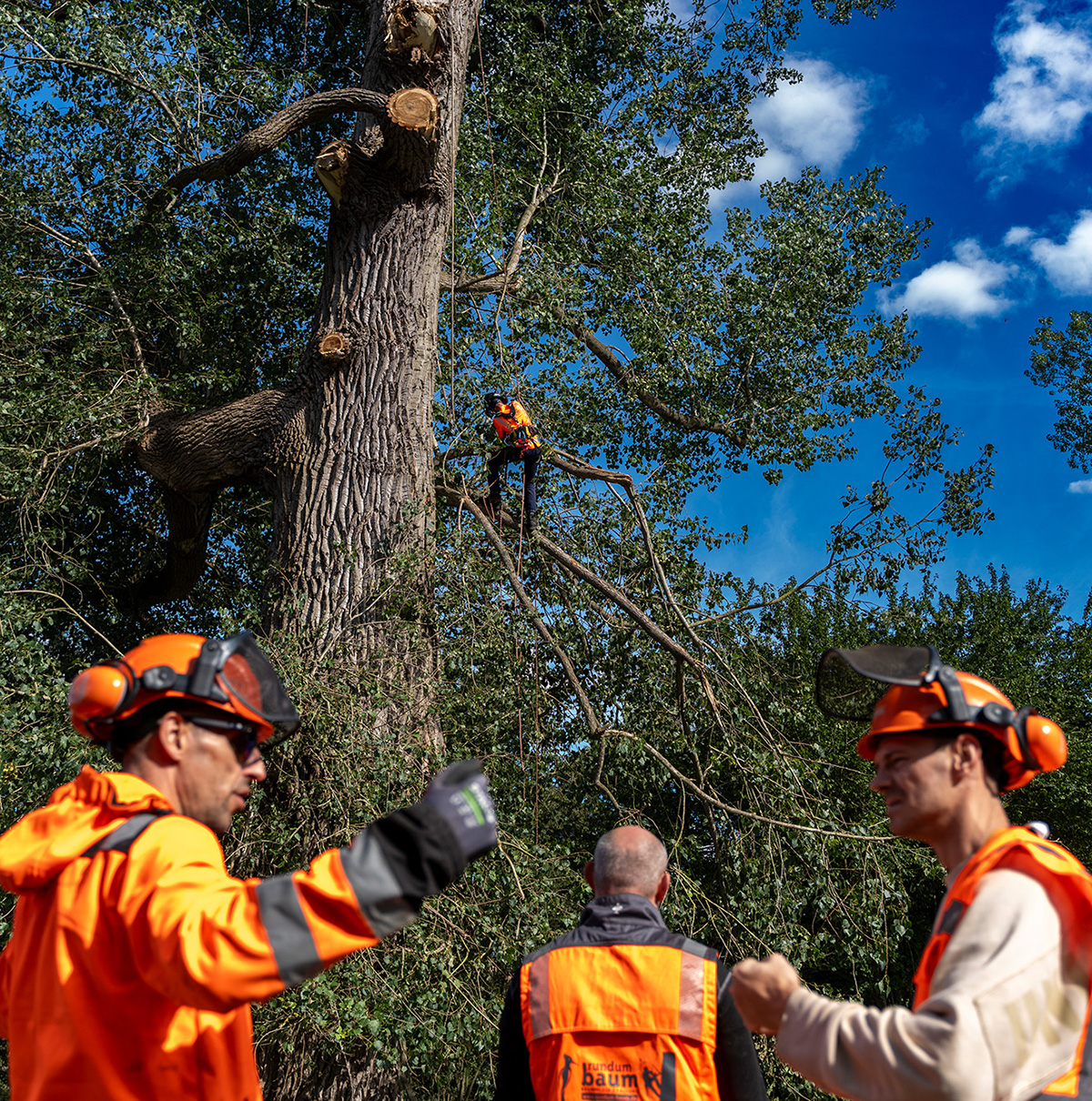 Baumpflege für Hausverwaltungen