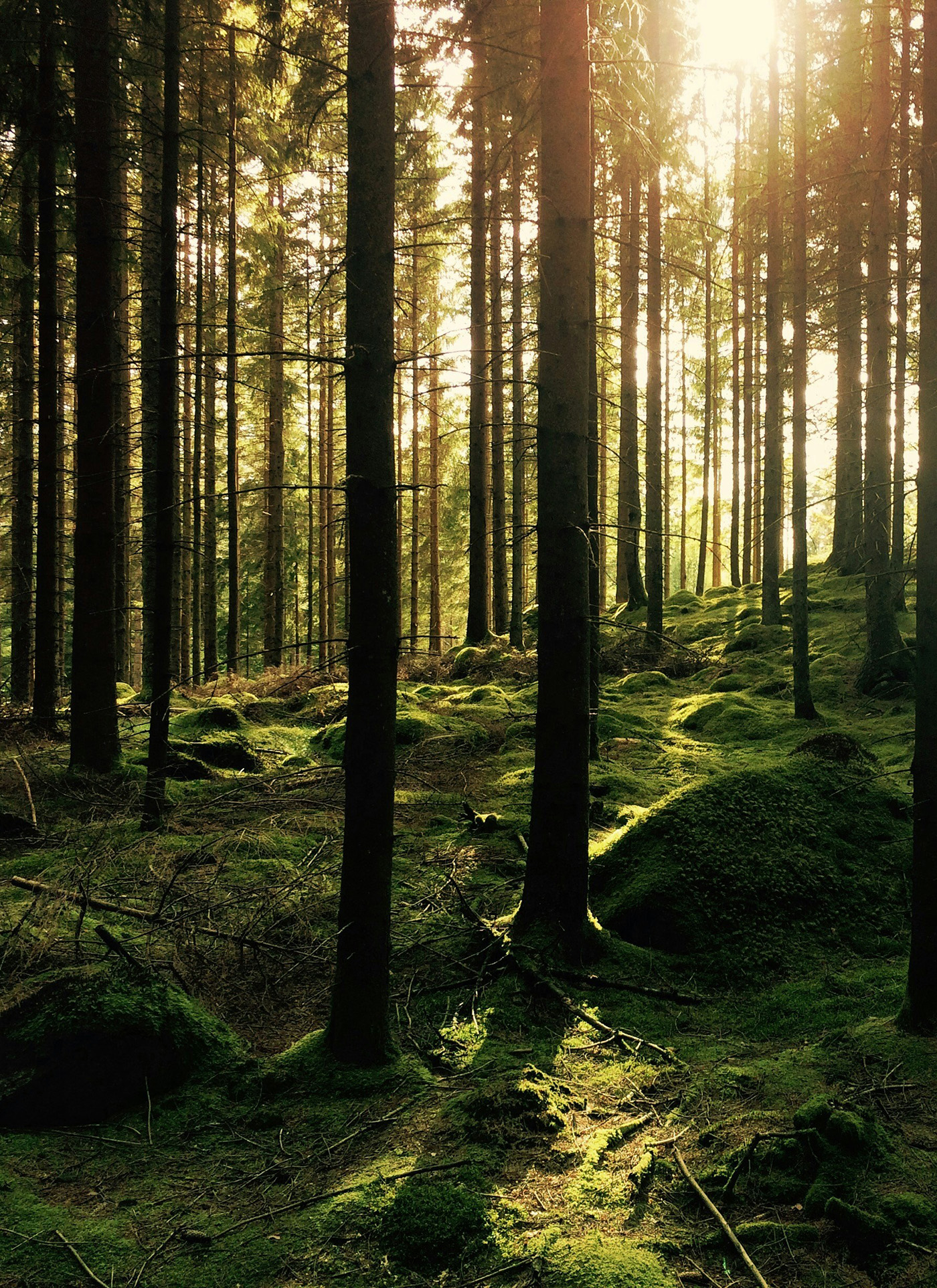 Baumpflege für Waldbesitzer